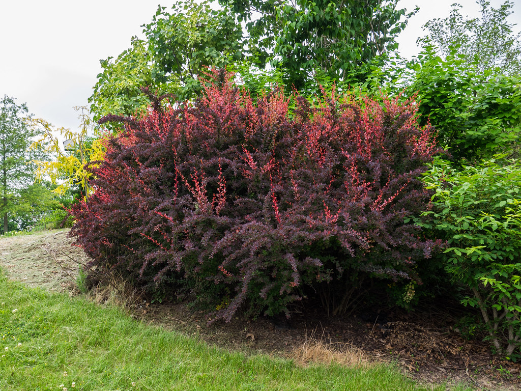 thunbergii atropurpurea.jpg